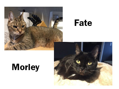 Cats: fate & Morley, Owner: Penny