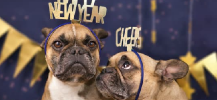 New Year’s Resolutions to Make with Your Dog