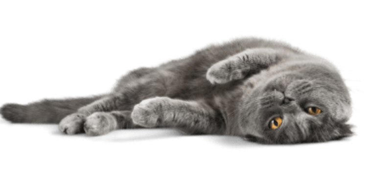 How Cats Benefit Your Health