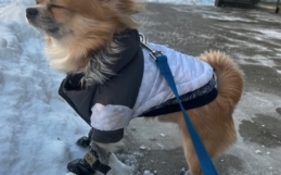 Tips For Caring for Your Dog’s Paws in the Winter