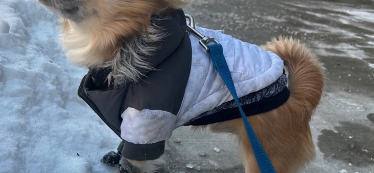 Tips For Caring for Your Dog’s Paws in the Winter