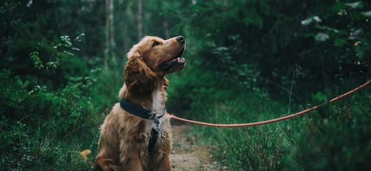 Training Your Dog: The “Pawsitives” of Positive Reinforcement