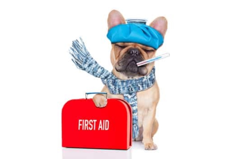 Homemade Canine First Aid Kit