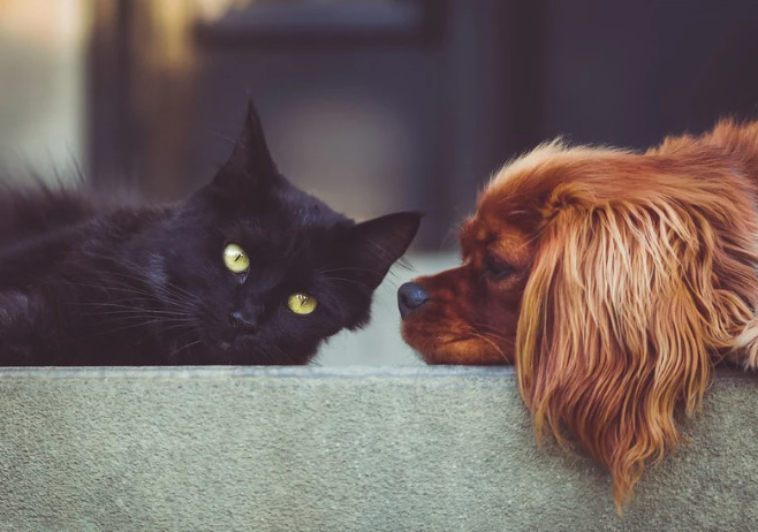 Cat Person vs. Dog Person – Which are you?