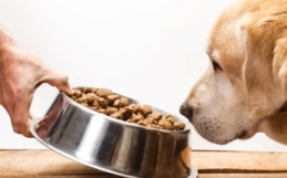 Healthy Ingredients to Look For in your Pet’s Food