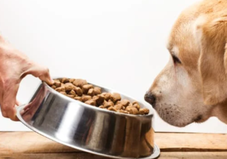 Healthy Ingredients to Look For in your Pet’s Food