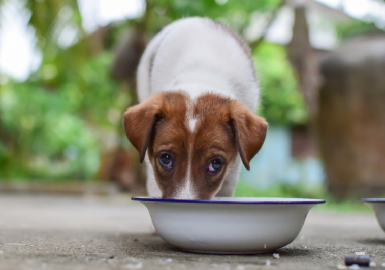 4 Human Foods You Should Never Feed Your Pet