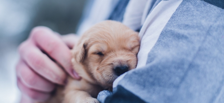 New Puppy Checklist – What You’ll Actually Need