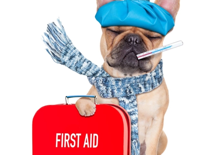 5 Things You Need to Know About Pet First Aid