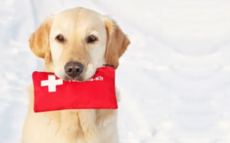 What To Pack In A Pet First Aid Kit
