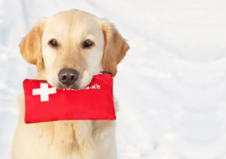 What To Pack In A Pet First Aid Kit