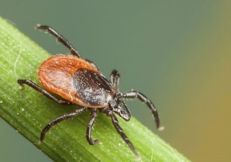 What’s Up With Ticks This Year?