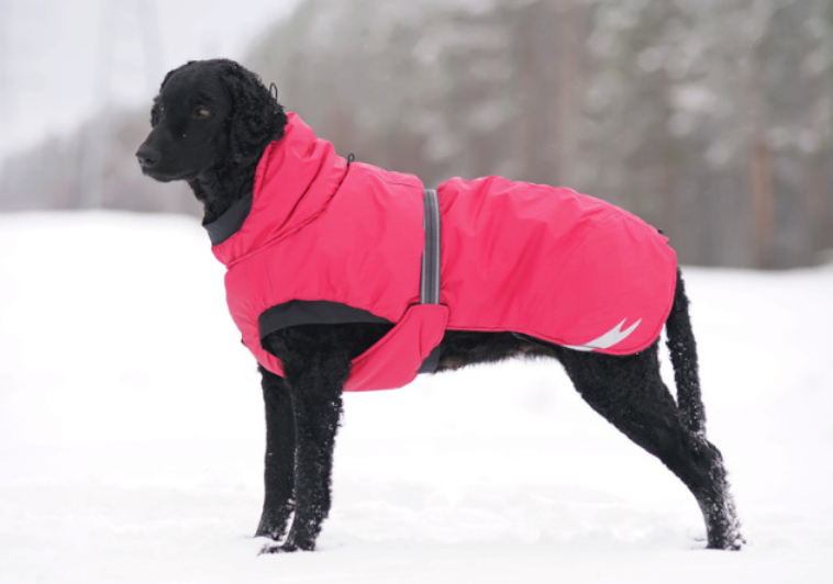 What To Look For When Buying a Dog Coat